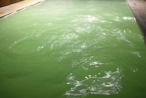 温泉（緑色）