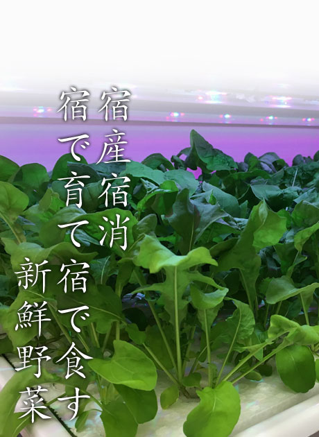 宿産宿消・宿で育て宿で食す新鮮野菜